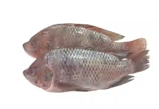 Mojarra Lora