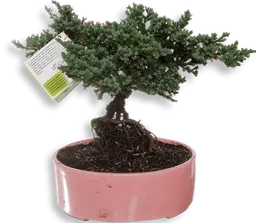 Bonsai Mini