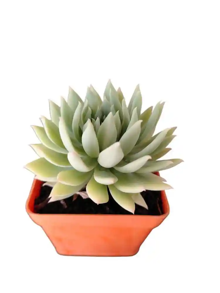 Suculentas Cactus Mediana Sin Ref