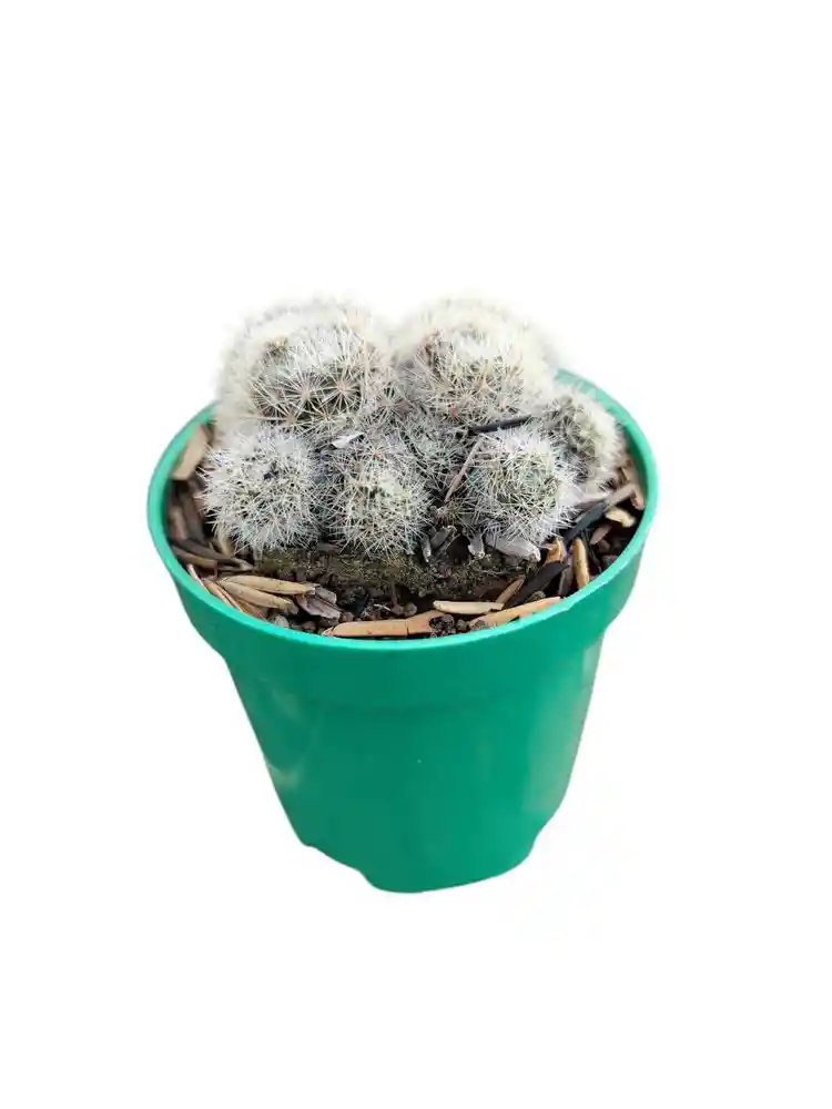 Suculentas Cactus Pequeño Sin Ref