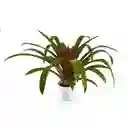 Planta de Bromelia