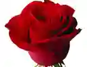 Arreglo Floral 24 Rosas Rojas en Caja