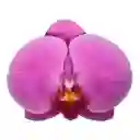 Orquídea Morada Elegance en Matera