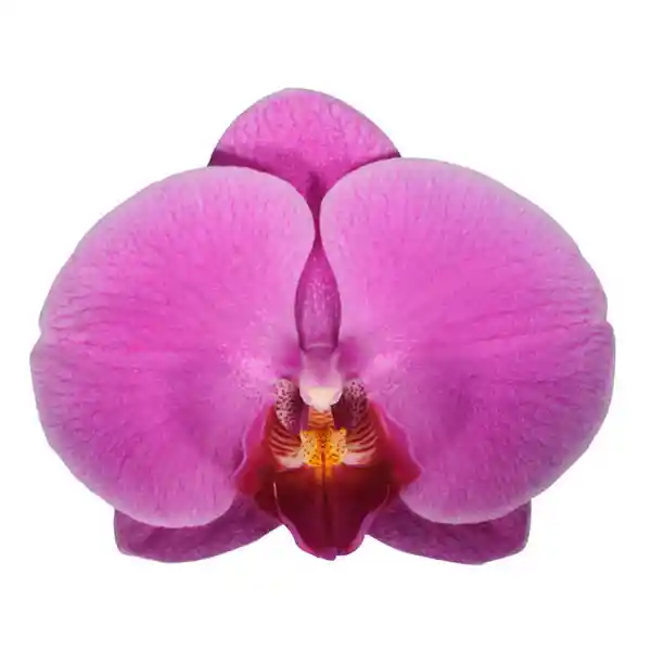 Orquídea Morada Elegance en Matera