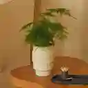 Areaware Matera Strata Plantas Crema