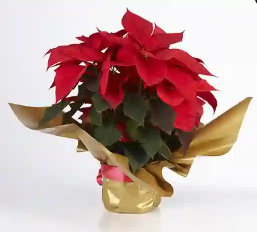 Poinsettia Capuchon P14