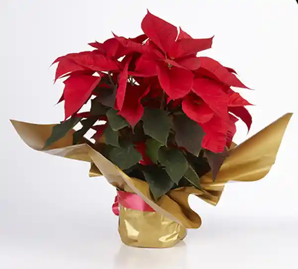 Poinsettia Capuchon P14