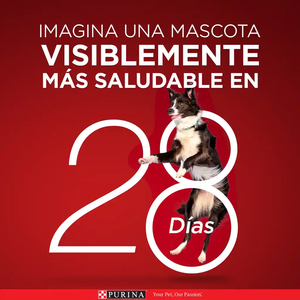 Comida para perro Purina One adultos minis y pequeños Pollo y Cordero X 3,5kg