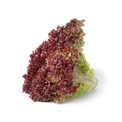 Lechuga Morada Ecológica