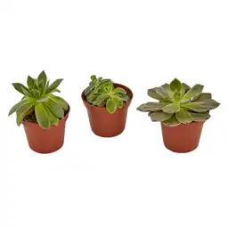Planta Suculenta Surtida P5 Tierra Negra
