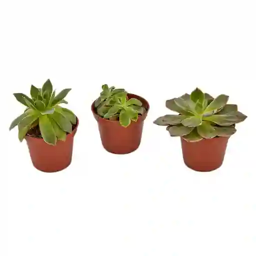 Planta Suculenta Surtida P5 Tierra Negra