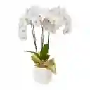 Orquídea Blanca Premium en Matera