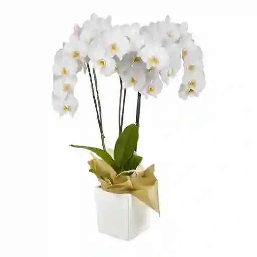 Orquídea Blanca Premium en Matera