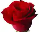 Arreglo Floral Rosas Rojas Amor X 24