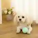 Pelota Para Mascotas de la Serie Macaron Bola Que Rebota Miniso