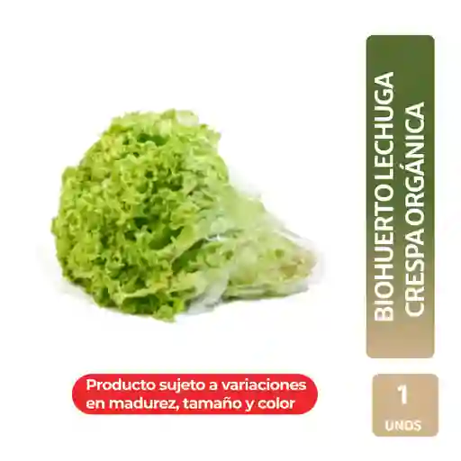 Biohuerto Lechuga Crespa Orgánica