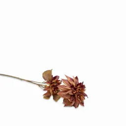 Dalia Borgona Ambiente Gourmet