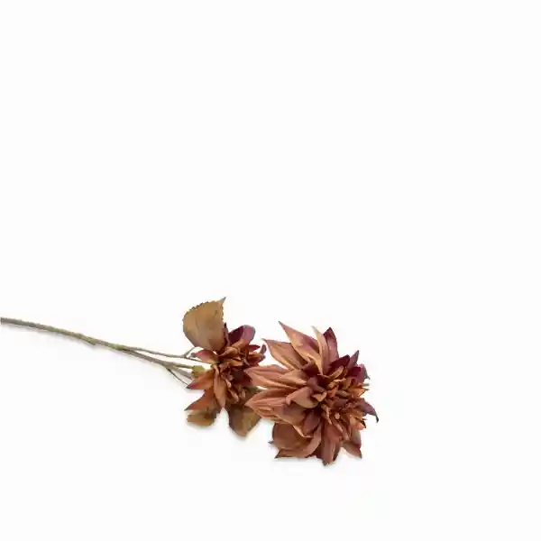 Dalia Borgona Ambiente Gourmet
