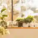 Maceta Cactus de Vidrio