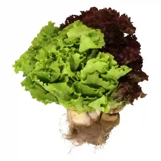 Lechuga Tropical