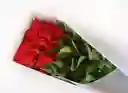 Caja de Rosas 12