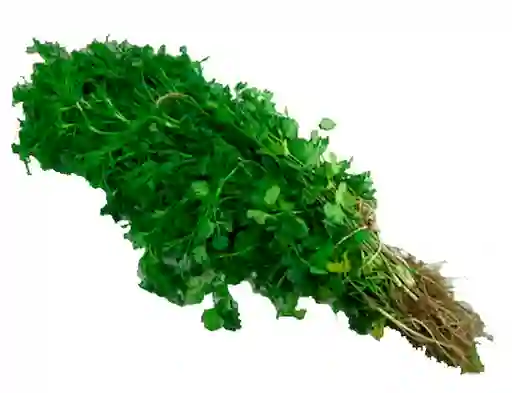 Cilantro