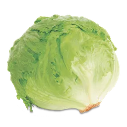 Lechuga Batavia