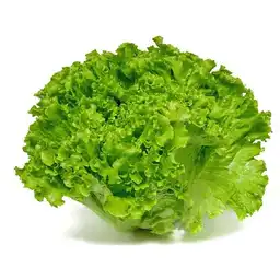 Lechuga Crespa Verde