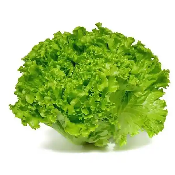 Lechuga Crespa Verde