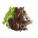 Members Selection Lechuga Tropical