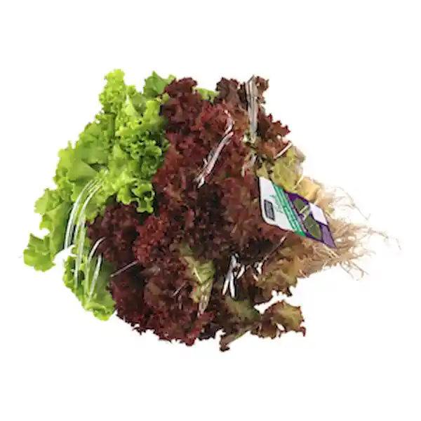 Members Selection Lechuga Tropical