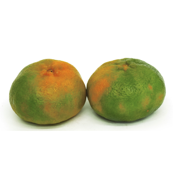 Mandarina Arrayana aprox. 200 g