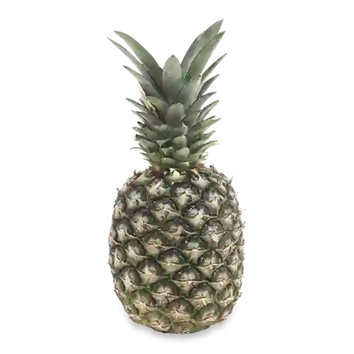 Makro Pina Golden