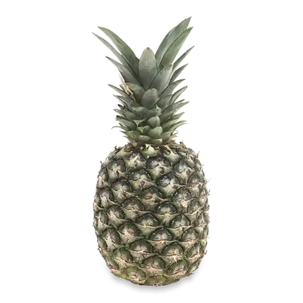 Makro Pina Golden