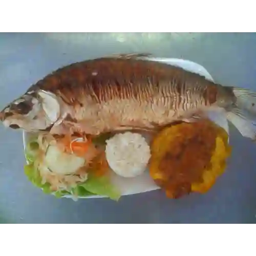 Bocachico Frito Sudado