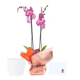 Orquidea Phalaenopsis De Dos Varas Para Regalo