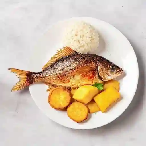 Ejecutivo con Mojarra Roja