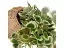 Maceta Fibra Planta Colgante Casaideas