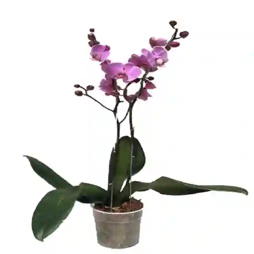 Orquídea de Dos Varas Rosada