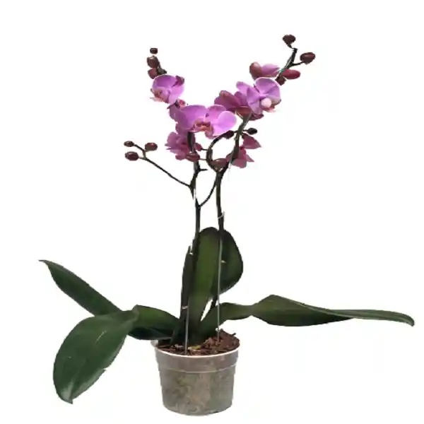 Orquídea de Dos Varas Rosada