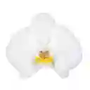 Orquídea Medium Blanca Multiflora Premium En Matera