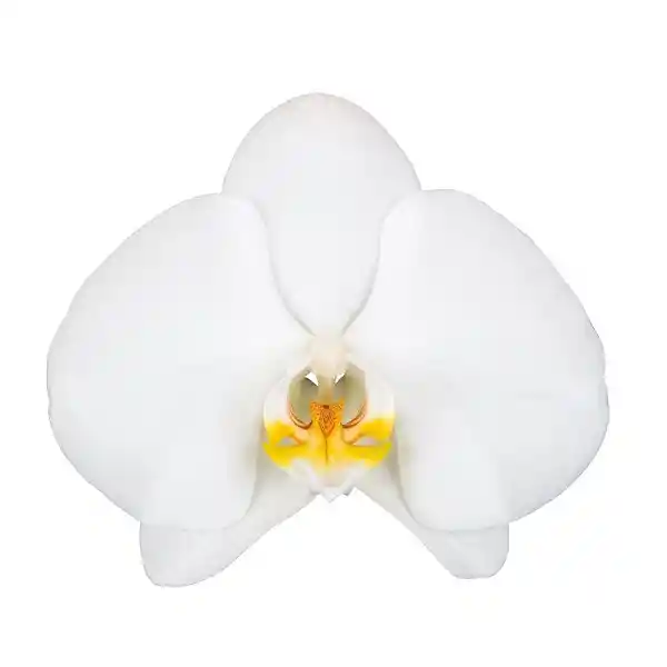 Orquídea Medium Blanca Multiflora Premium En Matera