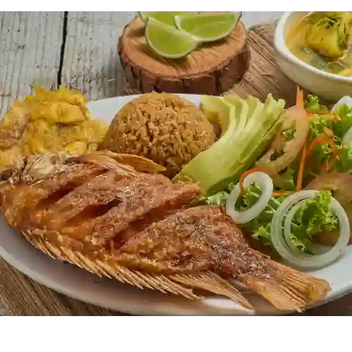 Tilapia