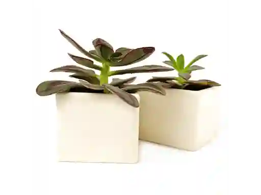 Jade Rosa Planta M7 Ceramica Rosa