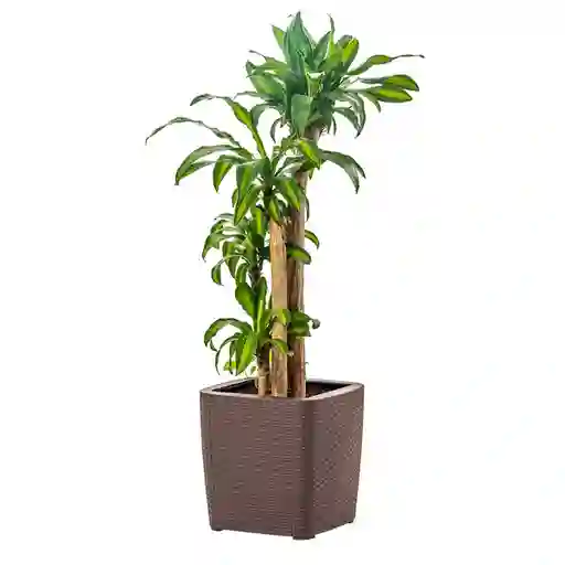 Plasticos Mq Macetero Capri Mocca