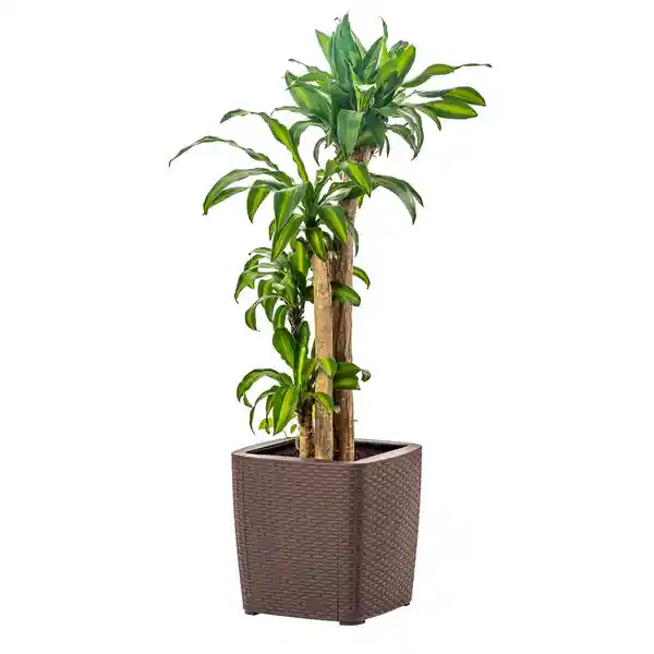 Plasticos Mq Macetero Capri Mocca