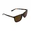 Gafas Para Hombre Color Havana X17155 Steve Madden