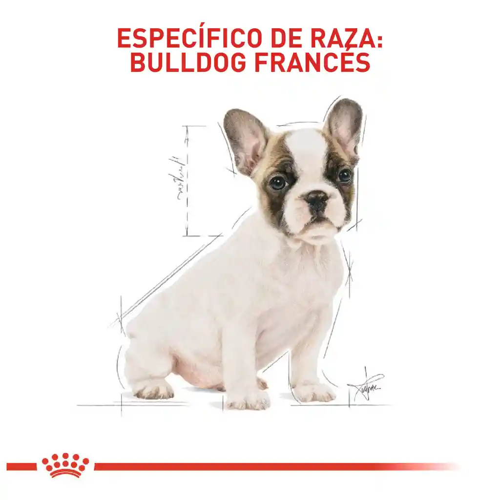 Royal Canin Alimento para Perro Bulldog Francés Cachorros
