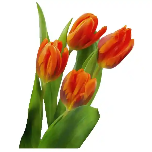 Arreglo Floral 25 Tulipanes Surtidos Cristal En Ramo