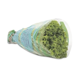 Lechuga Verde Crespa Hidropónica